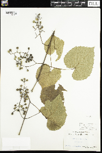 Vitis vulpina image