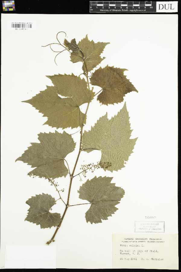 Vitis vulpina image