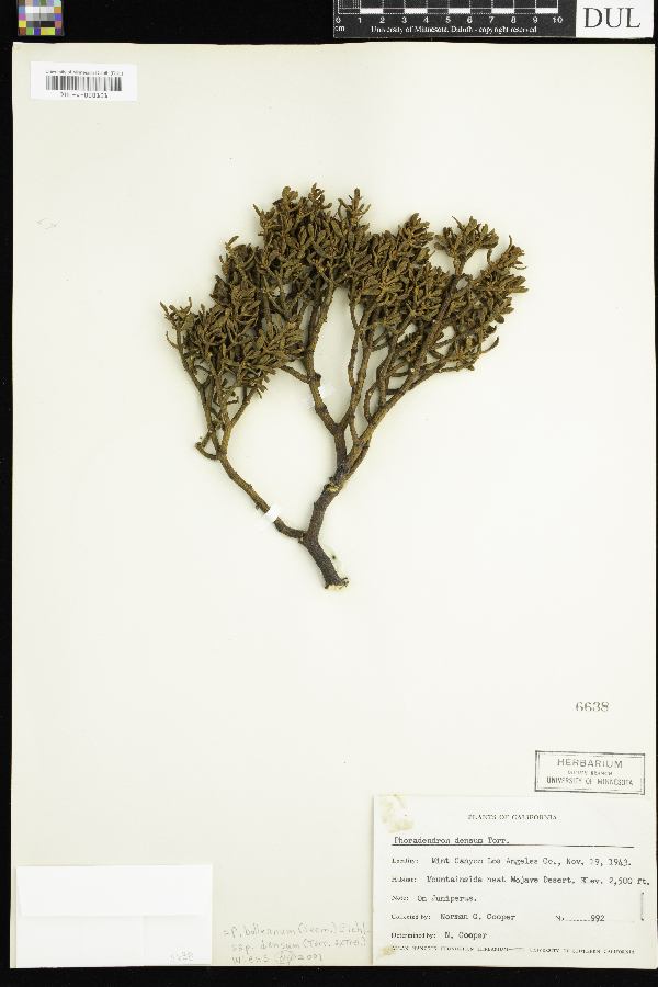 Phoradendron densum image