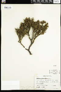 Image of Phoradendron densum