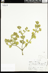 Image of Phoradendron villosum