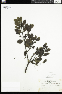Phoradendron flavescens image