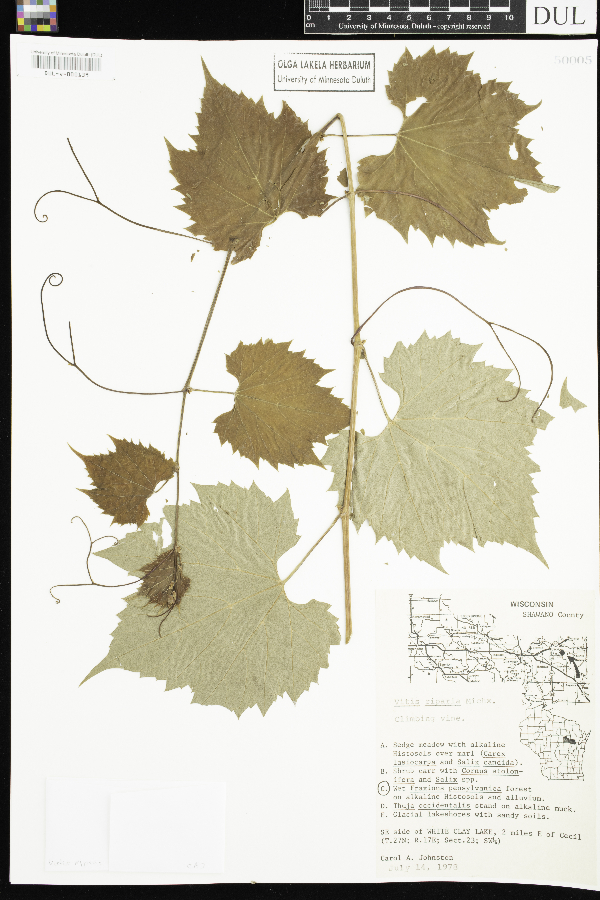 Vitis image