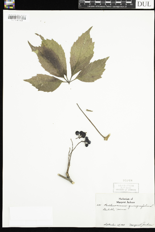 Parthenocissus image