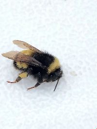 Bombus terricola image