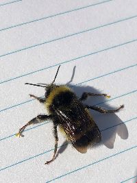 Bombus terricola image