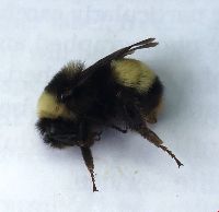 Bombus terricola image