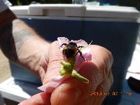 Bombus terricola image