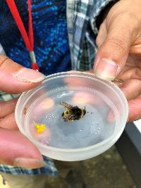 Bombus terricola image