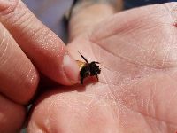 Bombus terricola image