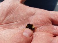 Bombus terricola image