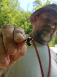 Bombus terricola image