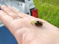 Bombus terricola image