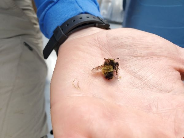 Bombus terricola image