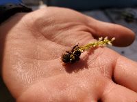 Bombus terricola image