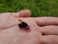 Bombus terricola image