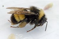 Bombus terricola image