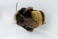 Bombus terricola image