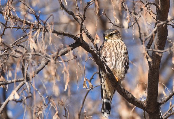 Falconidae image