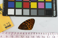 Image of Speyeria cybele