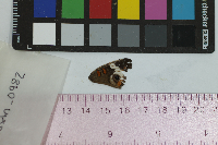 Image of Junonia coenia