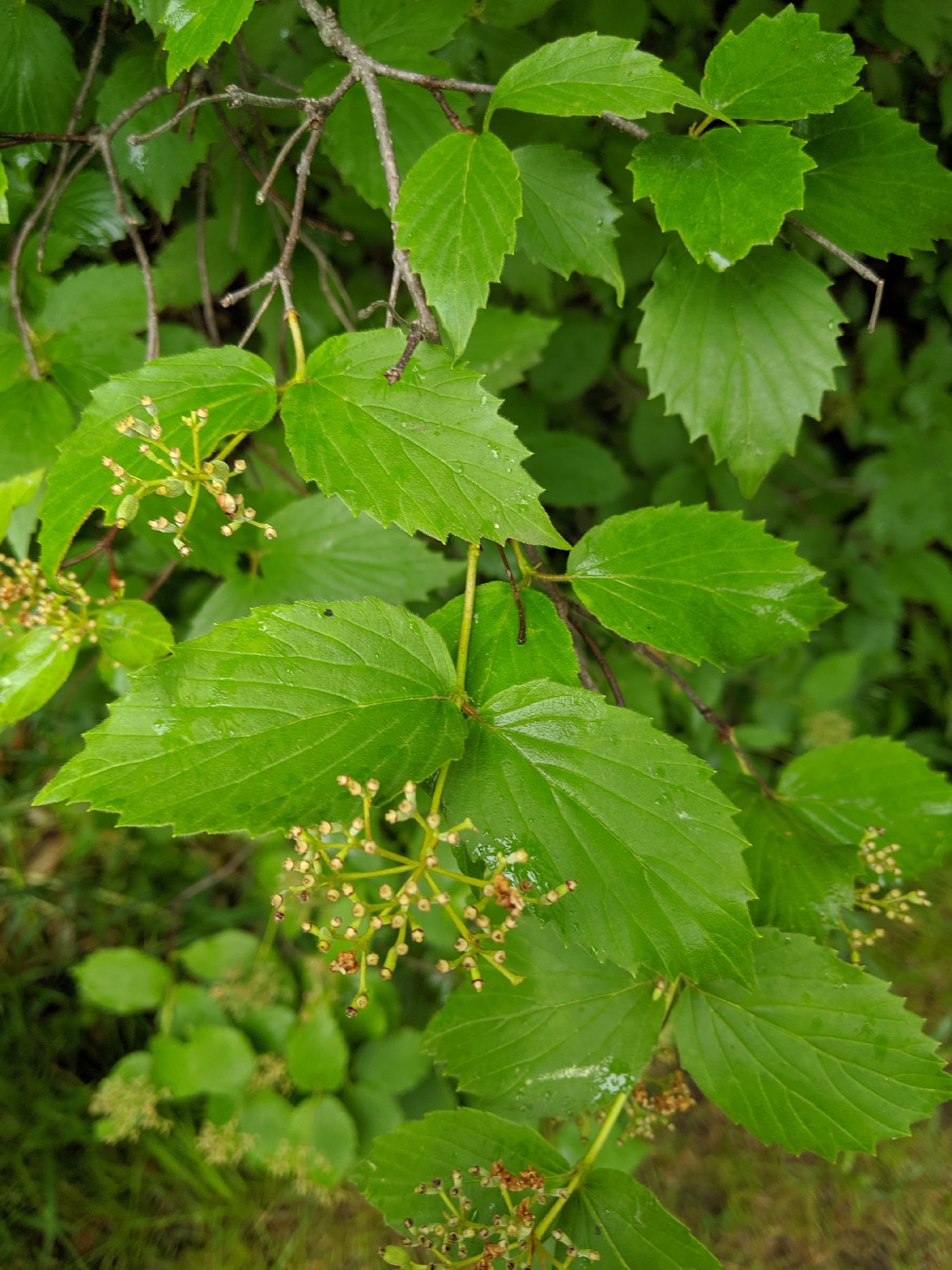 Viburnum rafinesquianum image