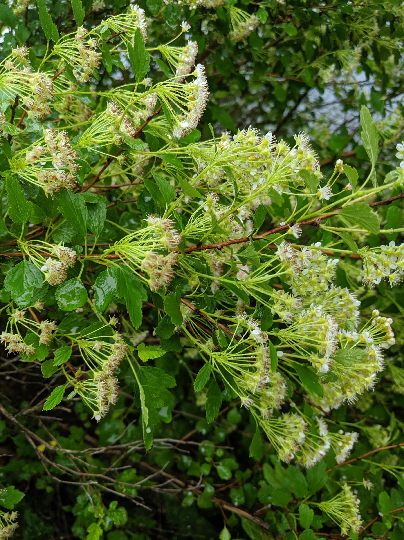 Physocarpus image