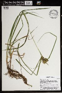 Carex retrorsa image