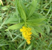 Solidago missouriensis image