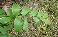 Image of Maianthemum racemosum