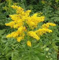 Solidago canadensis image