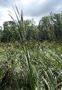 Typha latifolia image