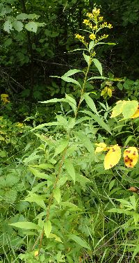 Solidago missouriensis image