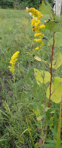 Solidago nemoralis image