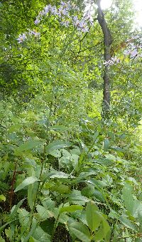 Symphyotrichum laeve image