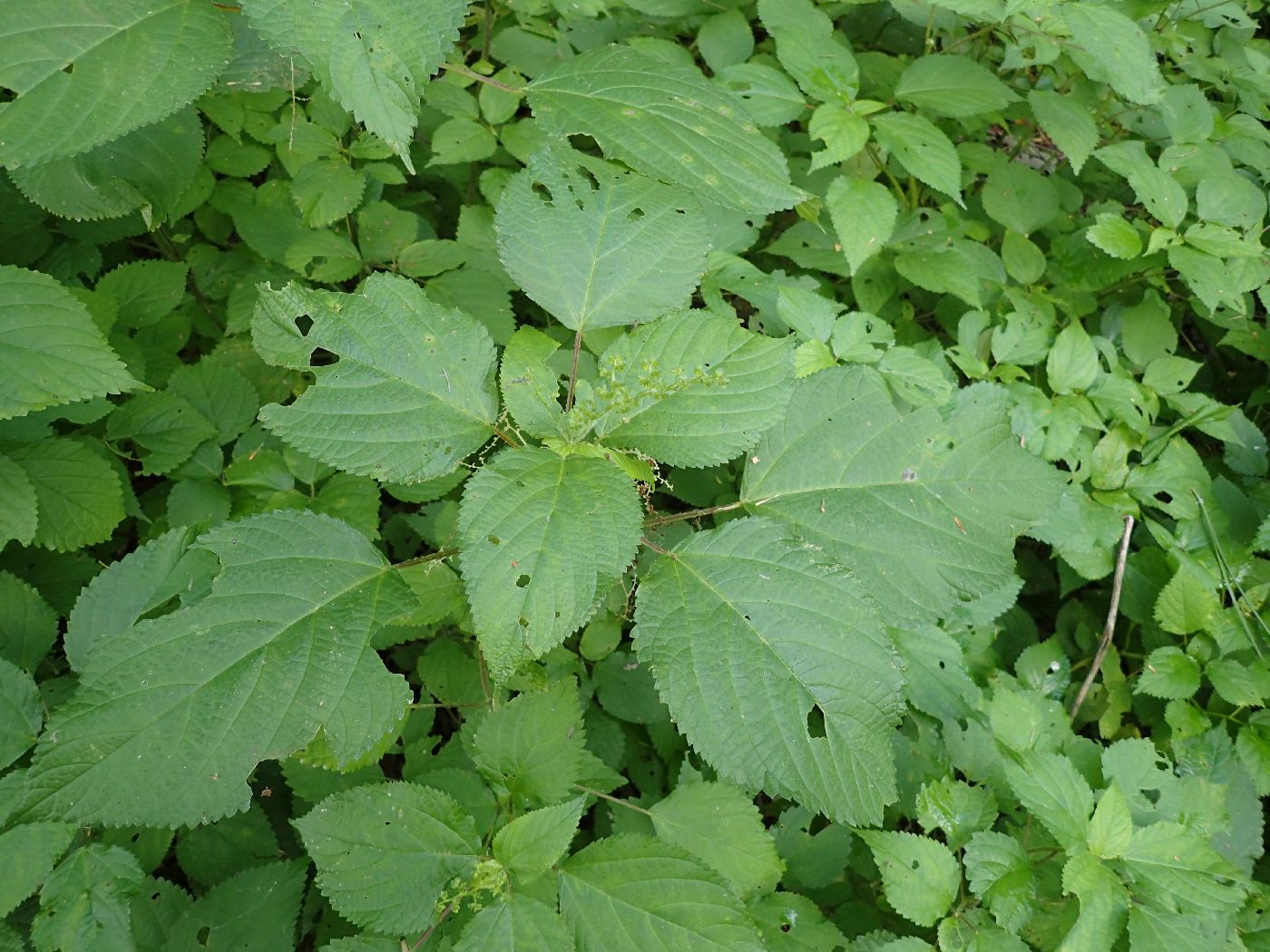 Laportea canadensis image