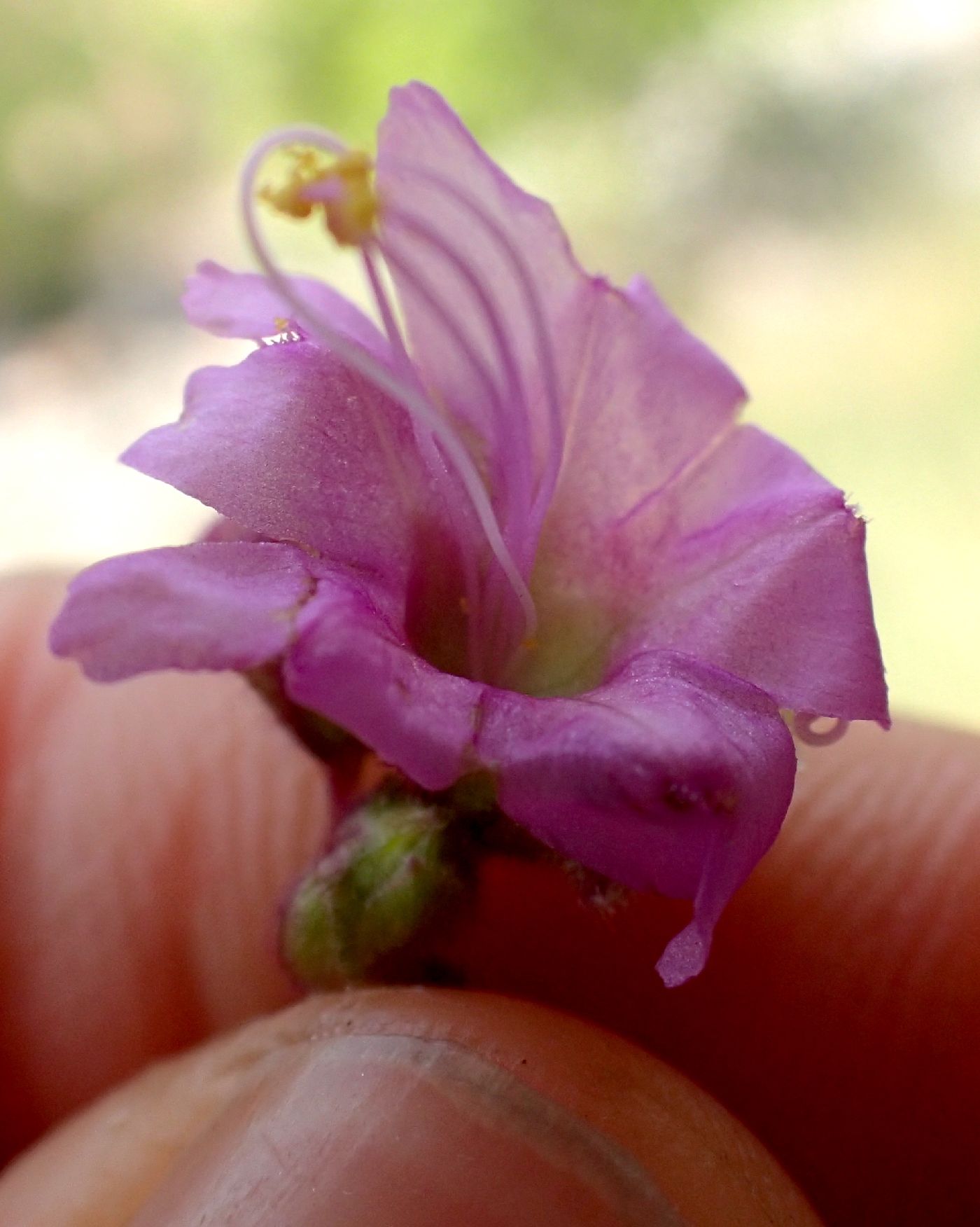 Mirabilis albida image