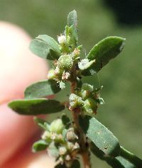 Image of Euphorbia maculata