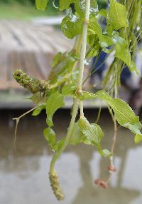 Potamogeton richardsonii image