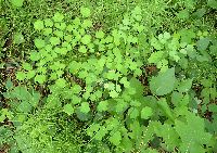 Thalictrum dioicum image