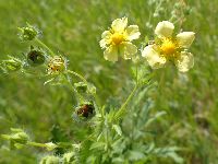 Potentilla norvegica image