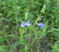 Scutellaria galericulata image