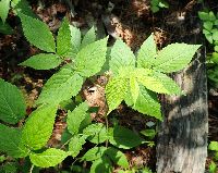 Rubus idaeus image