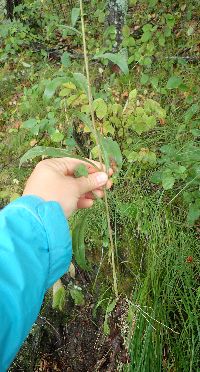 Solidago nemoralis image