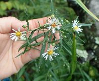 Symphyotrichum lanceolatum image